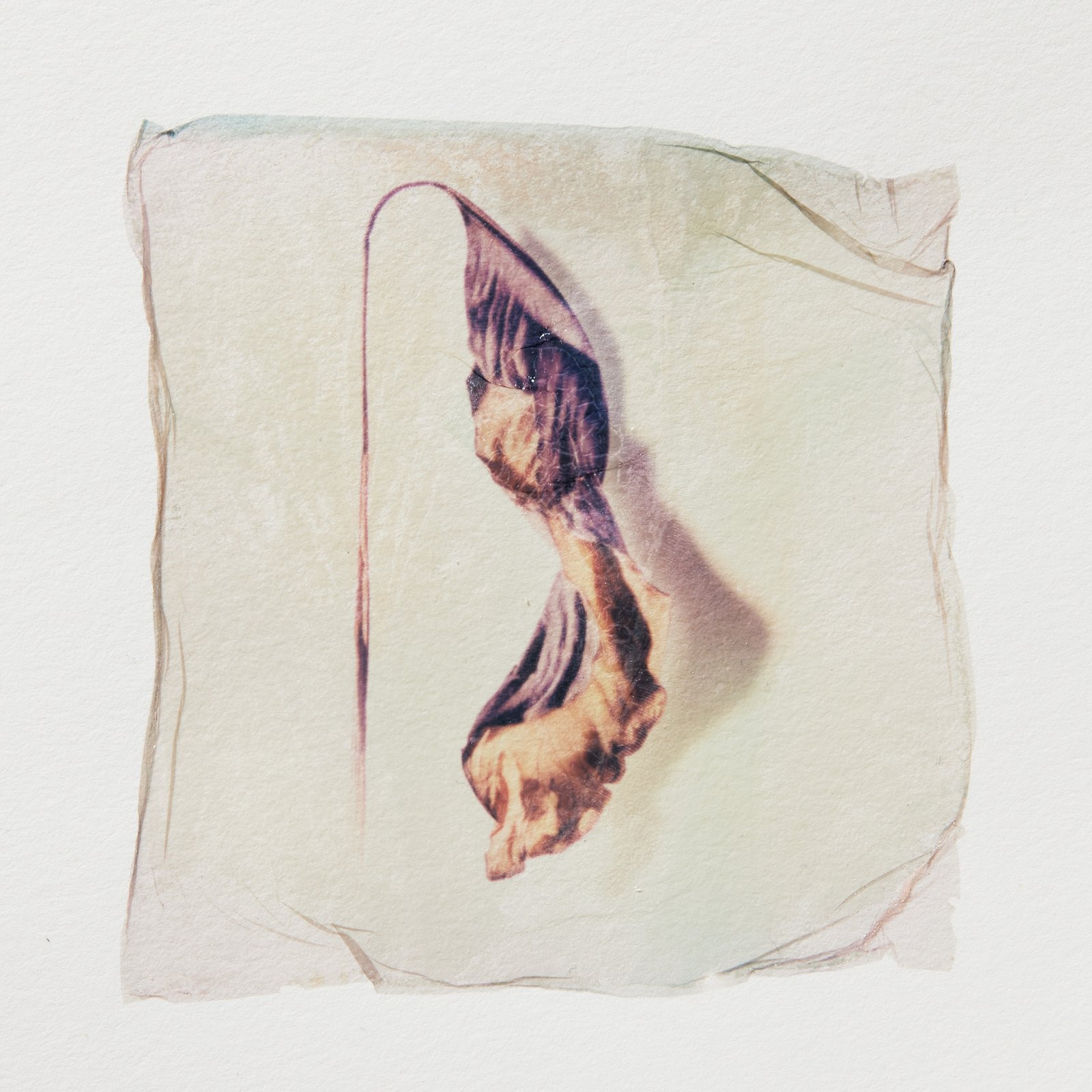 Dried leaf 01 - Image 3