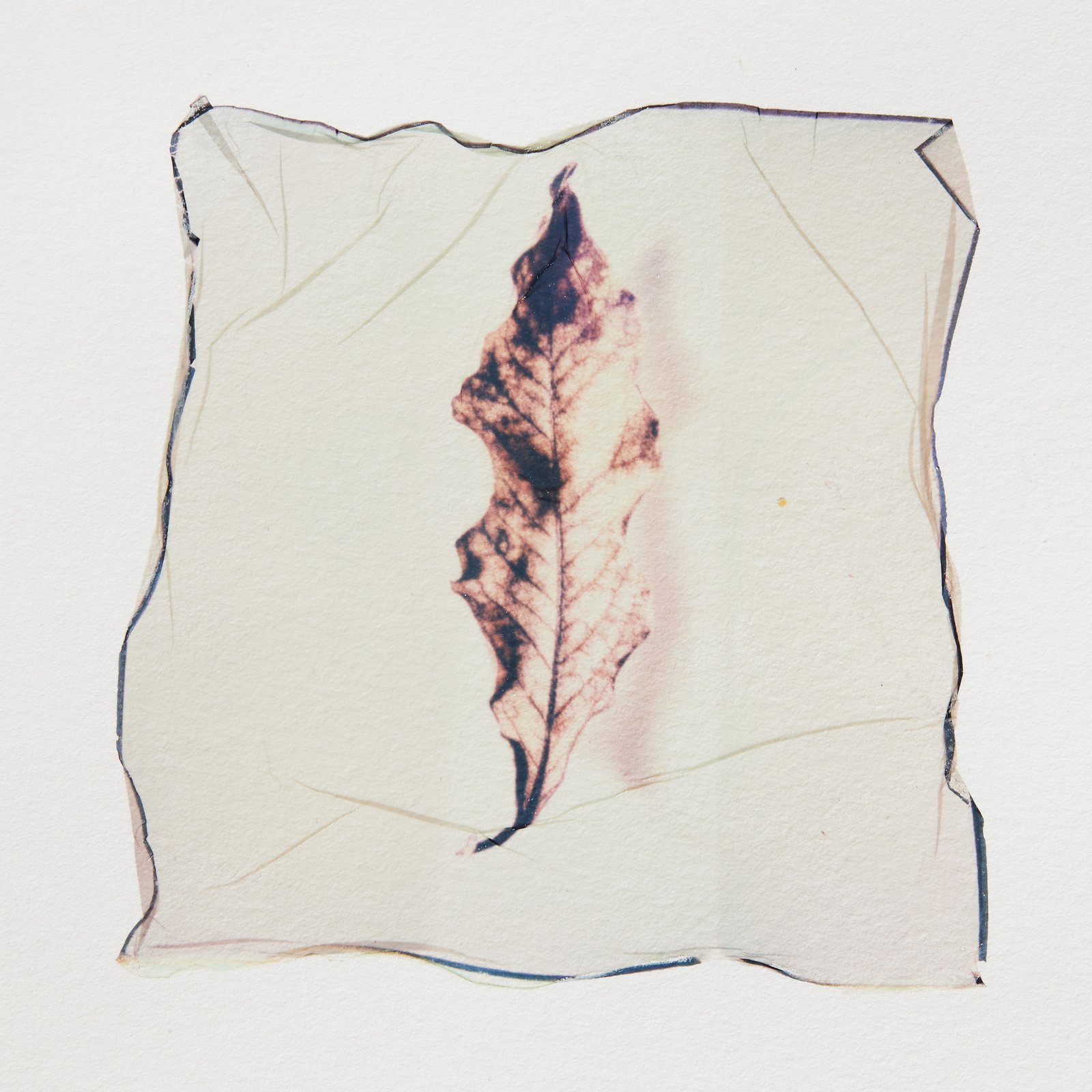 Dried leaf 02 - Image 3