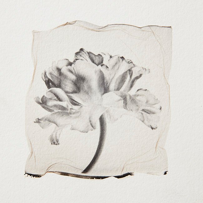 Flower 01 - Image 3