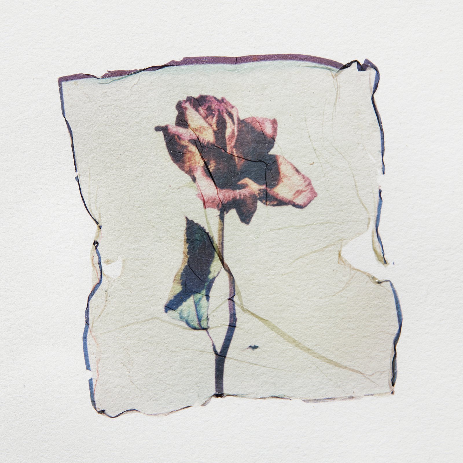 Dried Rose - Image 3