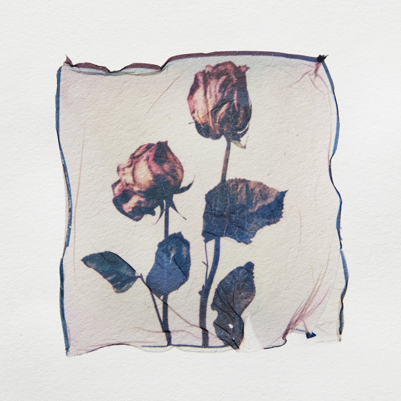 Dried Roses - Image 2
