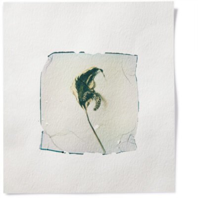 Dried Flower-On Watercolor Paper