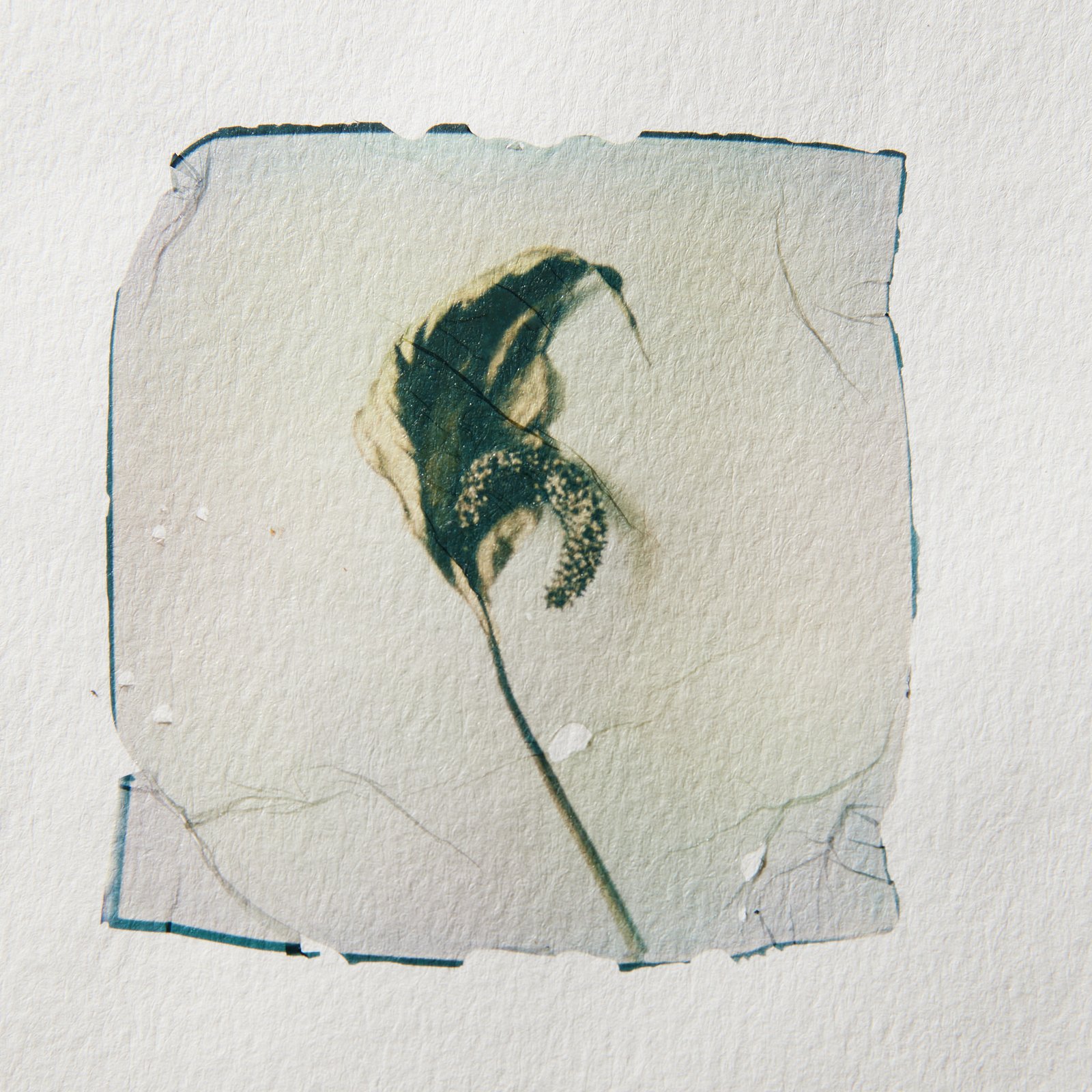 Dried Flower-On Watercolor Paper - Image 3