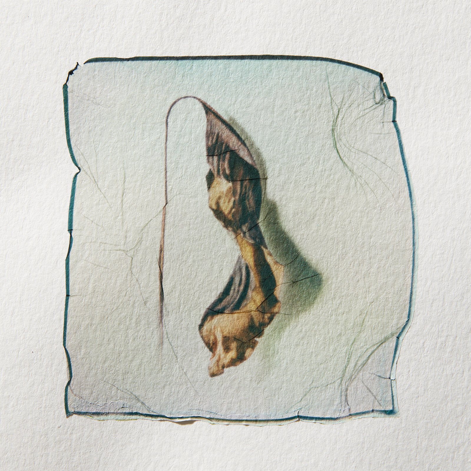 Dried leaf 01 On Watercolor paper - Image 2