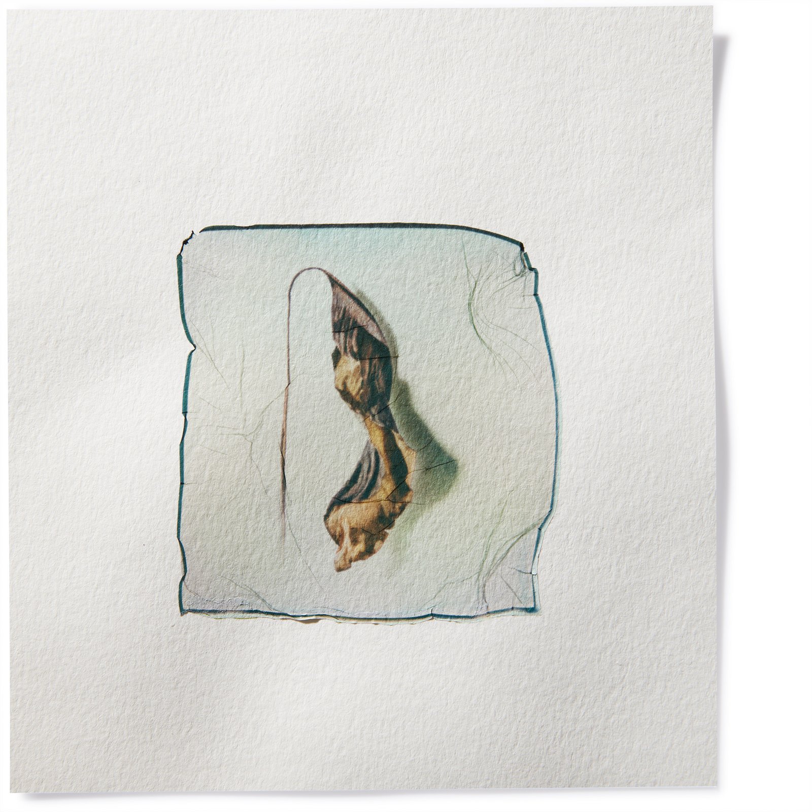 Dried leaf 01 On Watercolor paper